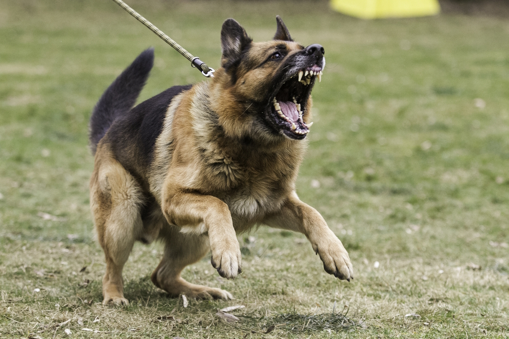 Cop Shoots Dog